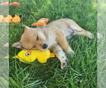 Small Australian Kelpie-Golden Retriever Mix