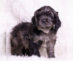 Small #3 Cocker Spaniel