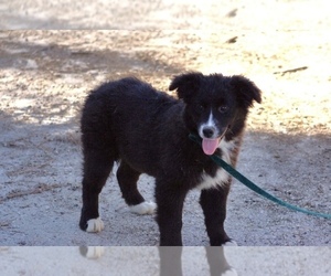 Medium Australian Shepherd