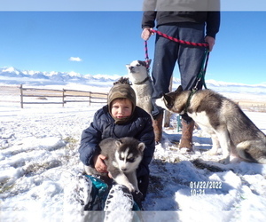 Siberian Husky Puppy for sale in WESTCLIFFE, CO, USA