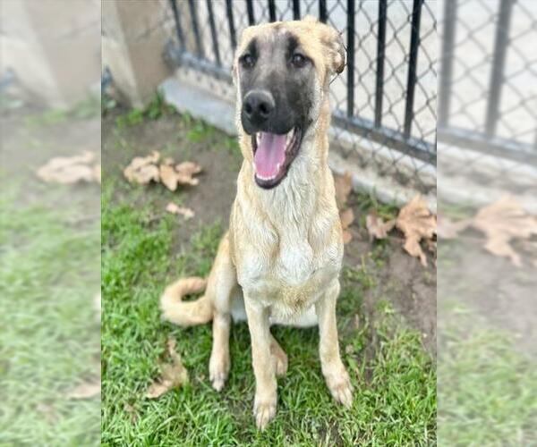 Medium Photo #3 Saluki-Unknown Mix Puppy For Sale in Riverside, CA, USA