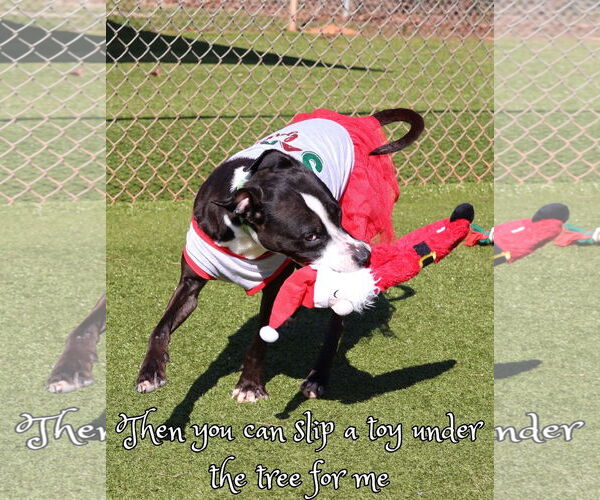 Medium Photo #8 American Staffordshire Terrier-Unknown Mix Puppy For Sale in Rockaway, NJ, USA