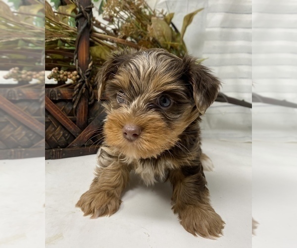 Medium Photo #7 Shorkie Tzu Puppy For Sale in SELLERSBURG, IN, USA