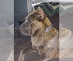 Small Photo #1 Cane Corso Puppy For Sale in DORCHESTER, SC, USA