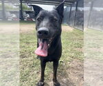 Small #1 Labrador Retriever Mix