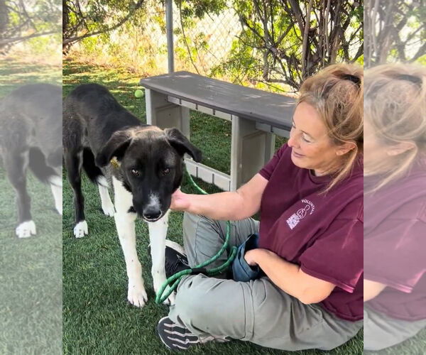 Medium Photo #2 Akita-Retriever  Mix Puppy For Sale in Pasadena, CA, USA