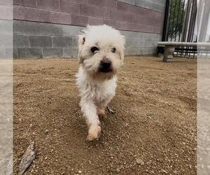 Maltese-Unknown Mix Dogs for adoption in Redlands, CA, USA