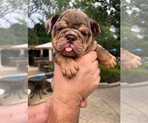 Bulldog Puppy for sale in SAINT CHARLES, IL, USA