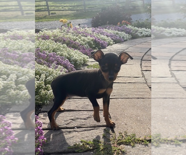 Medium Photo #4 Miniature Pinscher Puppy For Sale in CANOGA, NY, USA