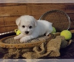 Small #1 Bichon Frise