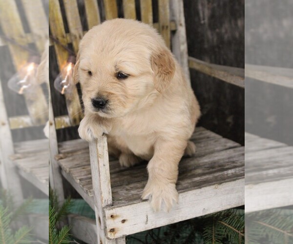 Medium Photo #6 Golden Retriever Puppy For Sale in JONES, MI, USA