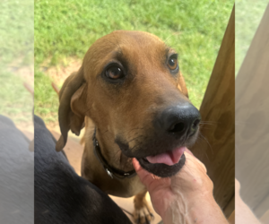 Clifford - Male Coonhound-Unknown Mix Dog for Adoption - Photo #4