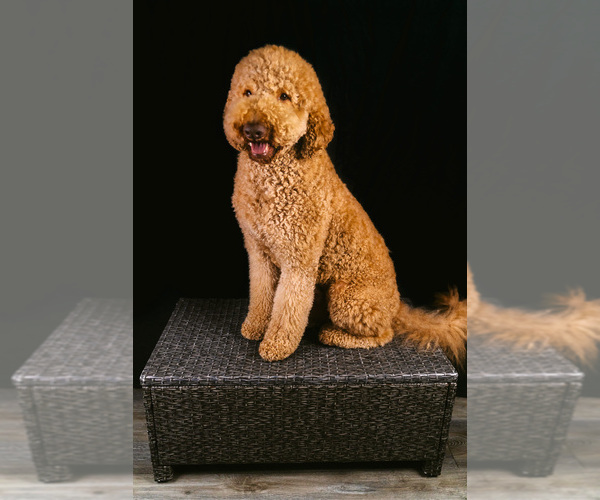 Medium Photo #1 Goldendoodle Puppy For Sale in COCOA, FL, USA