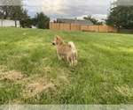 Small Photo #13 Shiba Inu Puppy For Sale in RIO RANCHO, NM, USA