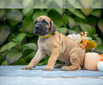 Small Photo #2 Great Dane Puppy For Sale in MINERVA, OH, USA