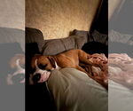Small #4 Boxer