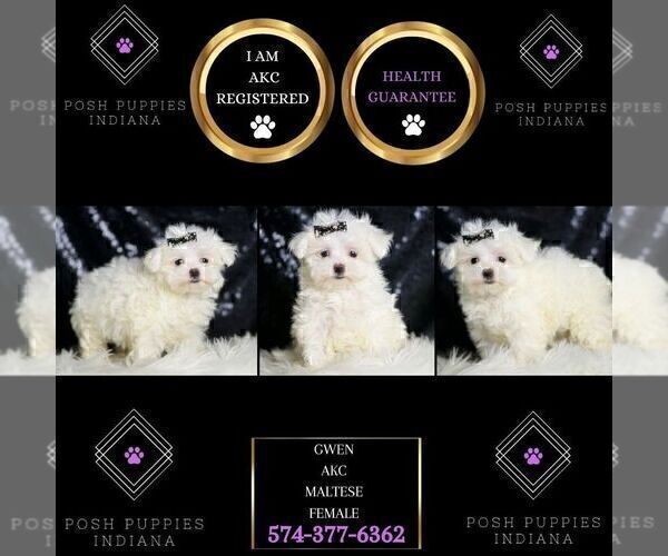 Medium Photo #3 Maltese Puppy For Sale in WARSAW, IN, USA