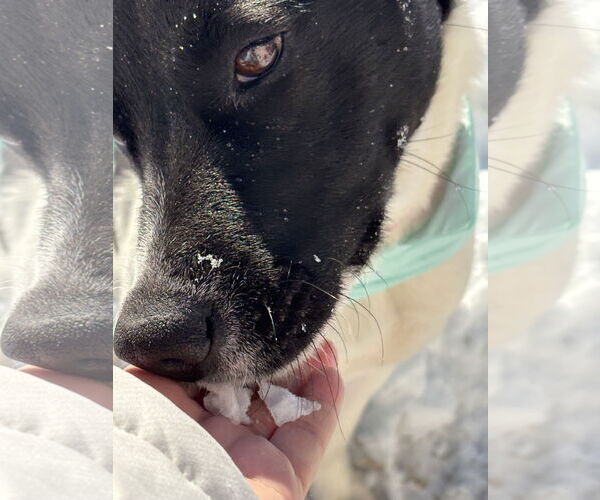 Medium Photo #23 Mutt Puppy For Sale in Holly Springs, NC, USA