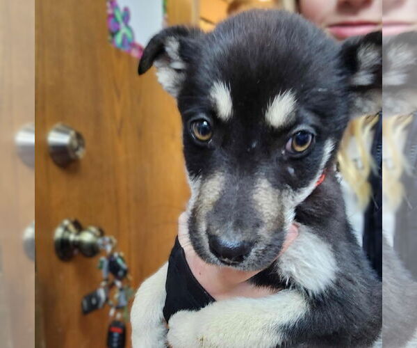 Medium Photo #4 Mutt Puppy For Sale in Fargo, ND, USA