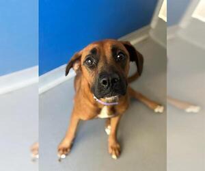 Boxer-Unknown Mix Dogs for adoption in Visalia, CA, USA