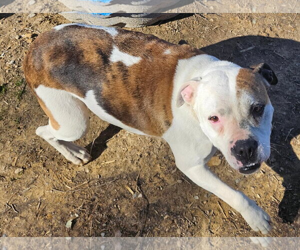 Medium Photo #1 Mutt Puppy For Sale in Tracy City, TN, USA