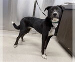 REESE - Male German Shepherd Dog-Unknown Mix Dog for Adoption - Small photo