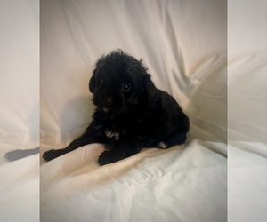 YorkiePoo Puppy for sale in CONWAY, SC, USA