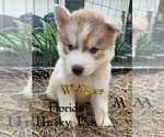 Small Photo #2 Siberian Husky Puppy For Sale in NEW PORT RICHEY, FL, USA
