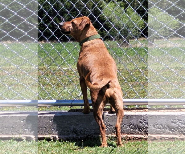 Medium Photo #7 Coonhound-Plott Hound Mix Puppy For Sale in Clinton, OK, USA