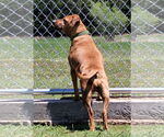 Small #6 Coonhound-Plott Hound Mix
