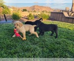 Small Photo #20 Labrador Retriever Puppy For Sale in APPLE VALLEY, CA, USA