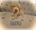Small #5 Golden Retriever