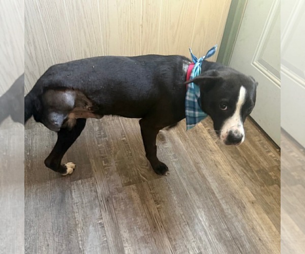 Medium Photo #3 Mutt Puppy For Sale in Oakhurst, NJ, USA