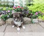 Small Photo #2 Australian Shepherd-Siberian Husky Mix Puppy For Sale in SHILOH, OH, USA