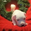 Small Photo #239 Dogo Argentino Puppy For Sale in PINEVILLE, MO, USA