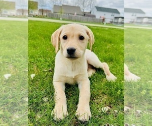 Labrador Retriever Puppy for sale in GREENFIELD, IN, USA
