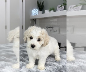 Maltipoo Puppy for sale in INDIANAPOLIS, IN, USA