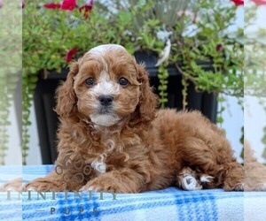 Cavapoo Puppy for sale in EAST EARL, PA, USA