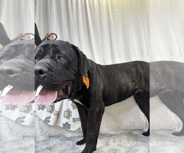 Medium Photo #5 Mastiff Puppy For Sale in Goodyear, AZ, USA