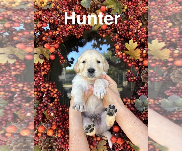 Medium Photo #1 Golden Retriever Puppy For Sale in VERSAILLES, KY, USA