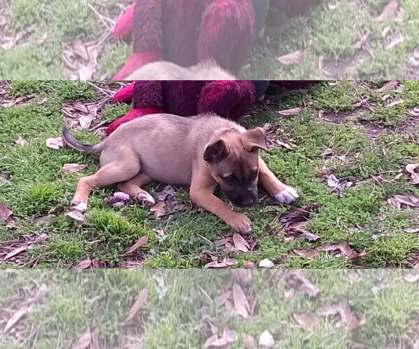 Medium Photo #2 Shepradors Puppy For Sale in The Woodlands, TX, USA