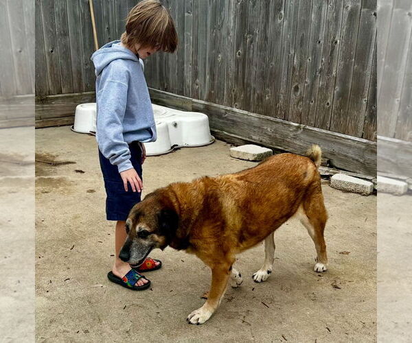 Medium Photo #13 Anatolian Shepherd-Unknown Mix Puppy For Sale in Houston, TX, USA