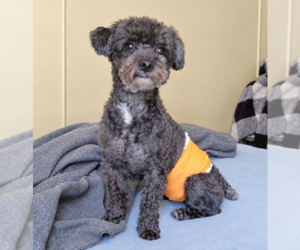 Cavapoochon (Toy) Puppy for sale in VALDESE, NC, USA