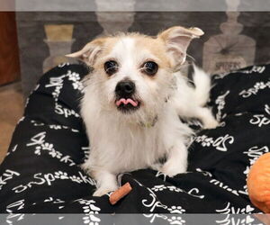 Mutt Dogs for adoption in Victorville, CA, USA