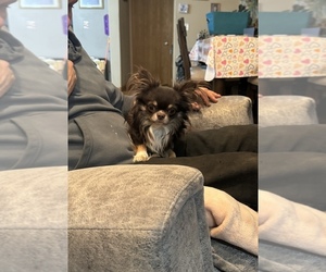 Father of the Chihuahua puppies born on 11/12/2025