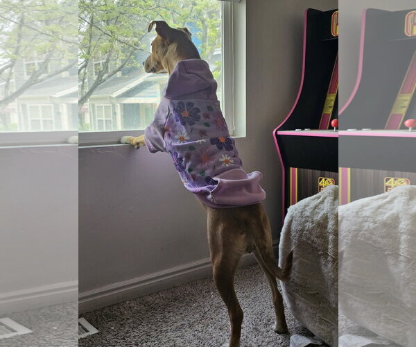 Medium Photo #5 Labrador Retriever-Unknown Mix Puppy For Sale in Sandy, UT, USA