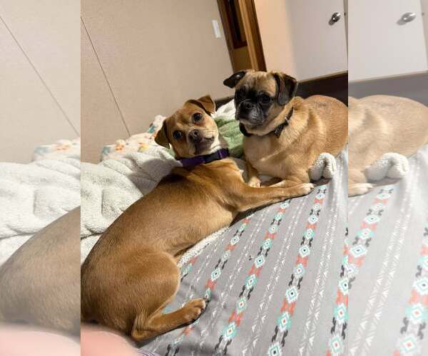 Medium Photo #4 Daug Puppy For Sale in Westwood, NJ, USA