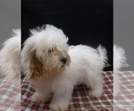 Joker - Male Shih-Poo Puppy for Sale - Photo #4