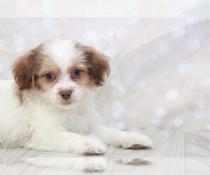 Zuchon Puppy for sale in MARIETTA, GA, USA