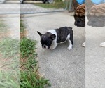 Small Photo #2 French Bulldog Puppy For Sale in GLOUCESTER, VA, USA